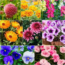 Seasonal Flower Seeds